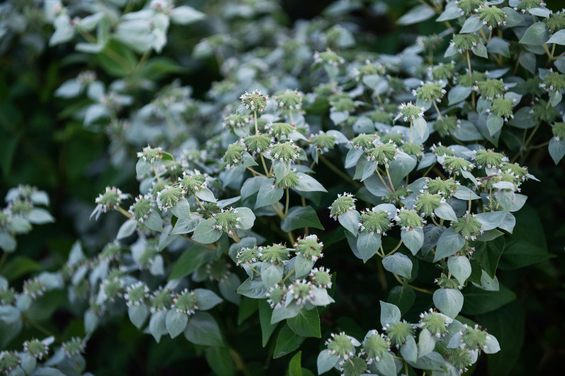 Pycnanthemum muticum